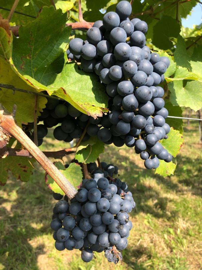 Wein Kellerstöckl Ferienhaus Eisenberg an der Pinka